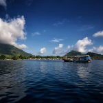 7 Manfaat Daun Binahong, untuk Kesehatan hingga Kecantikan